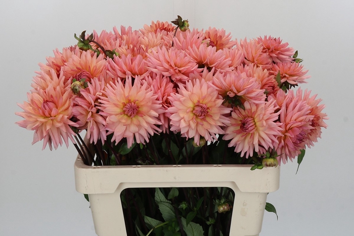 <h4>Dahlia Preference</h4>
