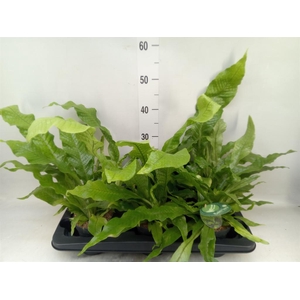 Microsorum musifolium 'Crocodyllus'