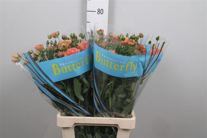 <h4>Ran Butterfly Eris</h4>