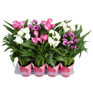 Zantedeschia gemengd Calla Valentijn mix met roze potcover