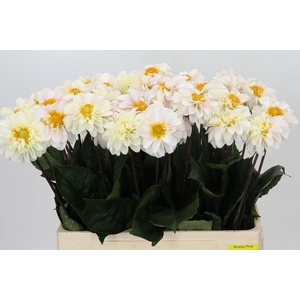 Dahlia Margriet White