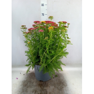 Achillea millef.