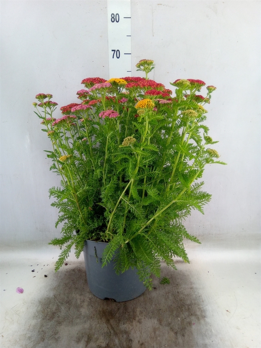 <h4>Achillea millef.</h4>