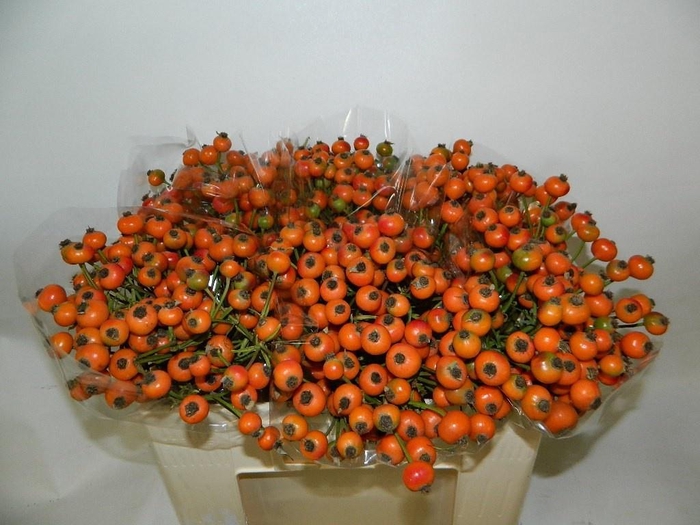 <h4>ROSA ORANGE FRUITILI</h4>