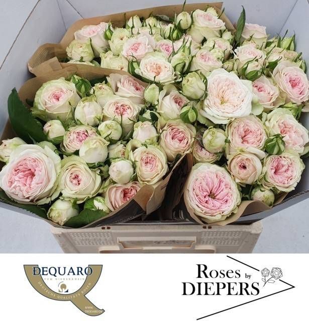 <h4>R Tr Ballerina Summerhouse Diepers</h4>