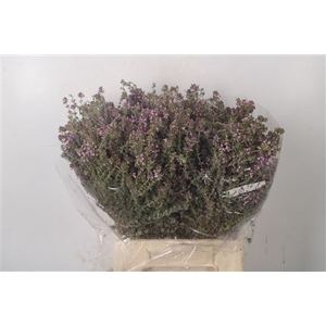 Thym Cultivato Per Bunch