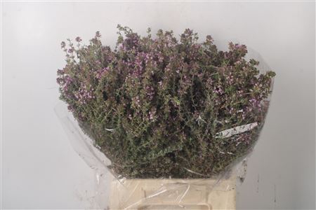 <h4>Thym Cultivato Per Bunch</h4>