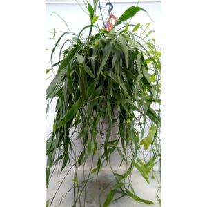 Epiphyllum   ...