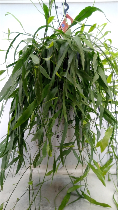 <h4>Epiphyllum   ...</h4>