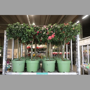 Rhodo Si Gem 3 Srt Op Stam