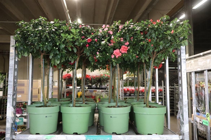 <h4>arr8 Rhodo Si Gem 4 Srt Op Stam</h4>