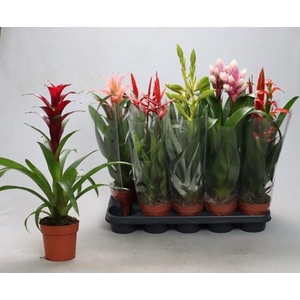 BROMELIA GEM