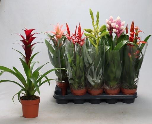 <h4>BROMELIA GEM</h4>