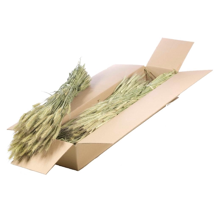 <h4>Triticale SB natural green</h4>