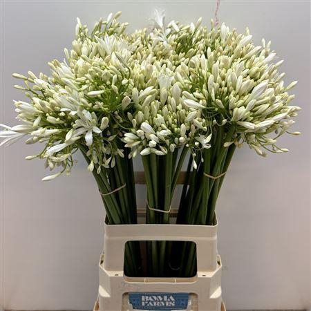 <h4>Agap White Heaven</h4>