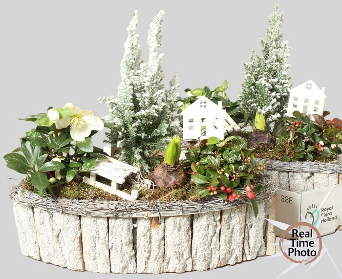 <h4>ARR TUINPLANTEN</h4>