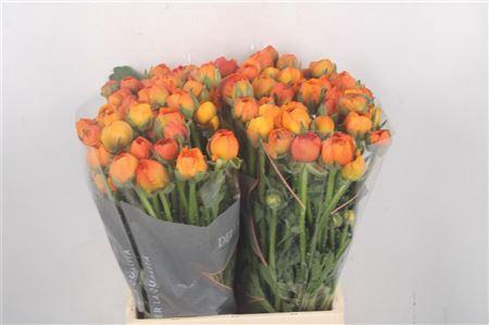 <h4>Ran El Orange</h4>