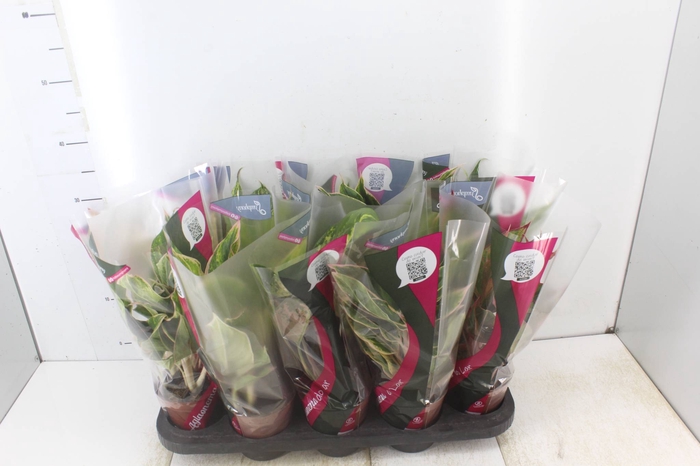 <h4>AGLAONEMA VARIADA P12</h4>