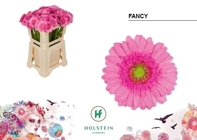 <h4>GE MI FANCY</h4>