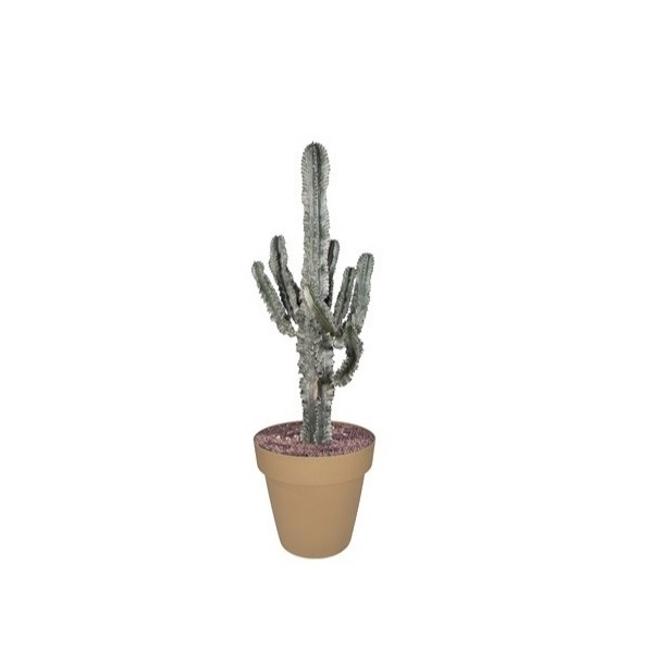 <h4>EUPHORBIA ERITREA MARMORATA - POT Ø 30 (SUCCULENTEN)</h4>