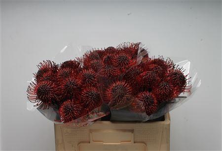 <h4>Leuco Klbh Bordeaux</h4>