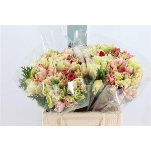 Anemone Mistral Tigre