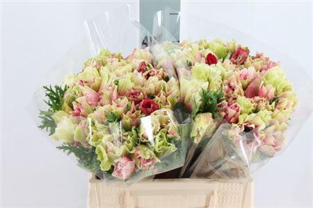 <h4>Anemone Mistral Tigre</h4>