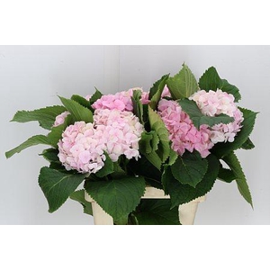 HYDR M VERENA PINK 60-22