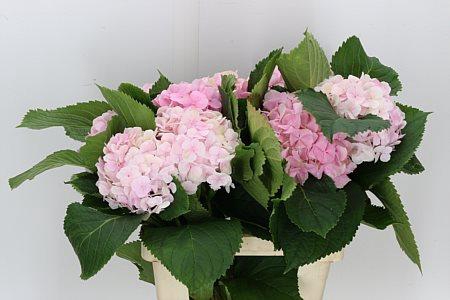 <h4>HYDR M VERENA PINK 60-22</h4>