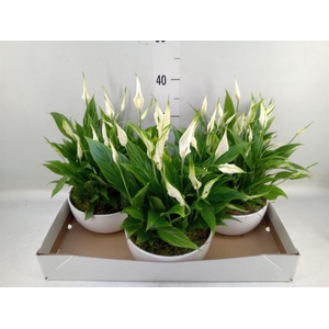 Spathiphyllum  'Pearl Cupido'