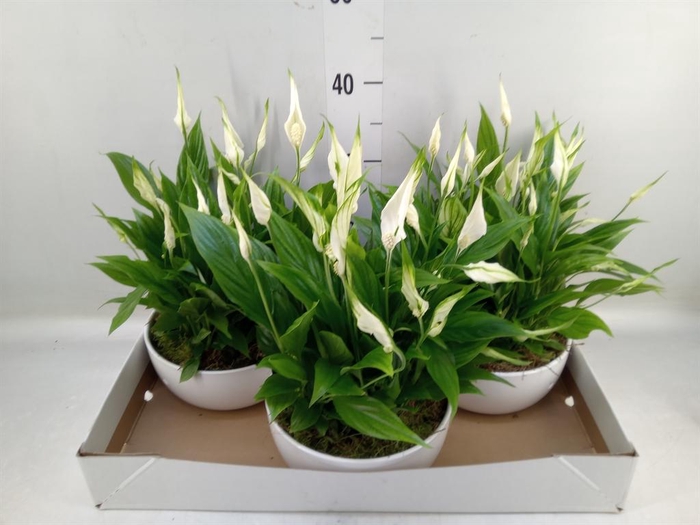 <h4>Spathiphyllum  'Pearl Cupido'</h4>