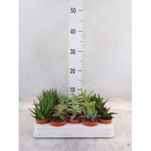 Succulents   ...mix 6