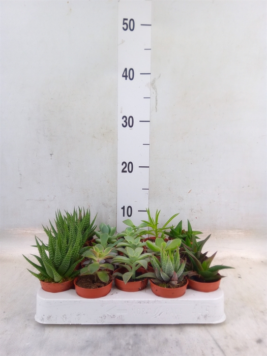 <h4>Succulents   ...mix 6</h4>