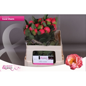 Paeonia Coral Charm | XXL