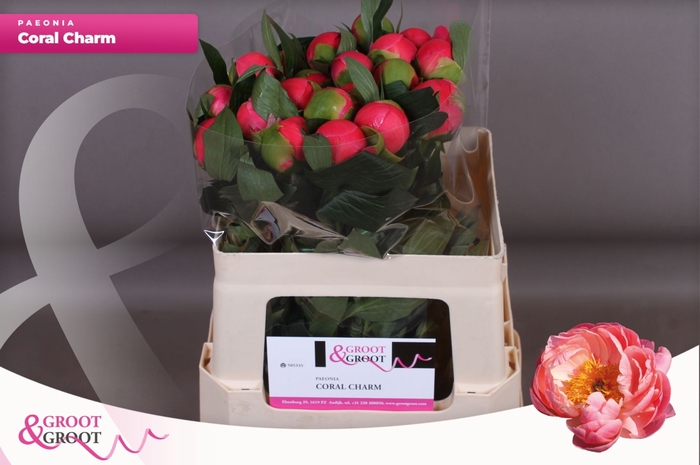 <h4>Paeonia Coral Charm | XXL</h4>