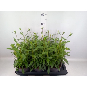 Gaura lindheimeri 'Geyser White'