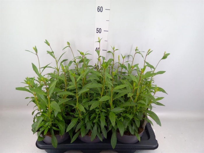 <h4>Gaura lindheimeri 'Geyser White'</h4>