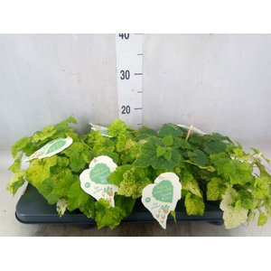 Tolmiea menziesii   ...variegated