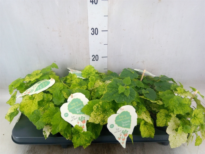 <h4>Tolmiea menziesii   ...variegated</h4>
