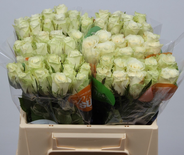 <h4>R GR ATHENA</h4>