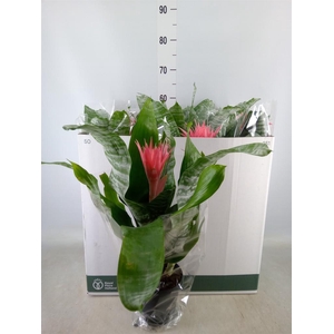 Aechmea fasciata 'Primera'