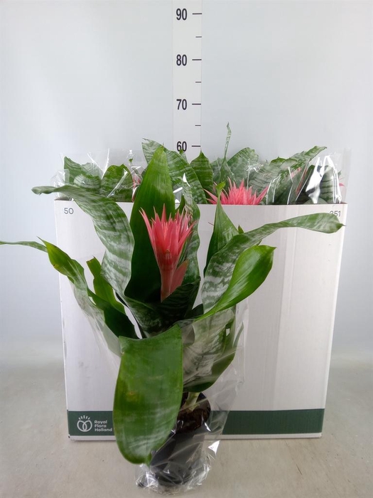 <h4>Aechmea fasciata 'Primera'</h4>
