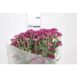 CRISANTEMO SANTINI QUINTY 080 CM