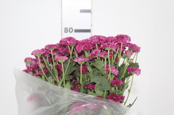 <h4>CRISANTEMO SANTINI QUINTY 080 CM</h4>