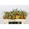 Banksia Dryandra
