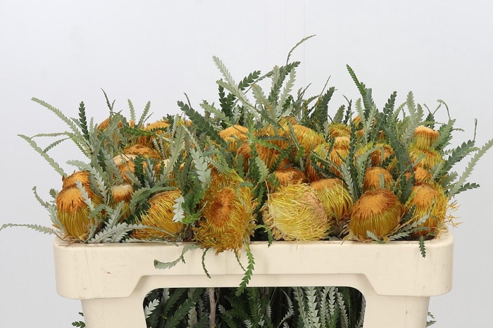 <h4>Banksia Dryandra</h4>