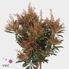 Pieris jap purity per bunch