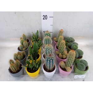 Cactus   ...mix  5