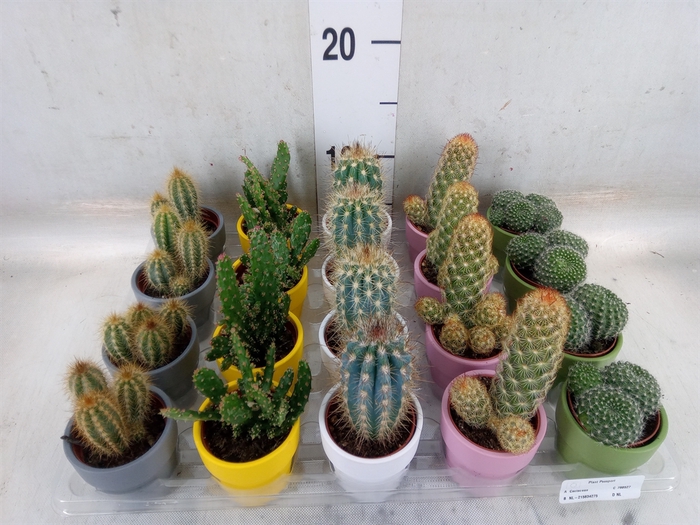 <h4>Cactus   ...mix  5</h4>