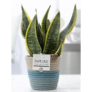 Sansevieria Trif. 